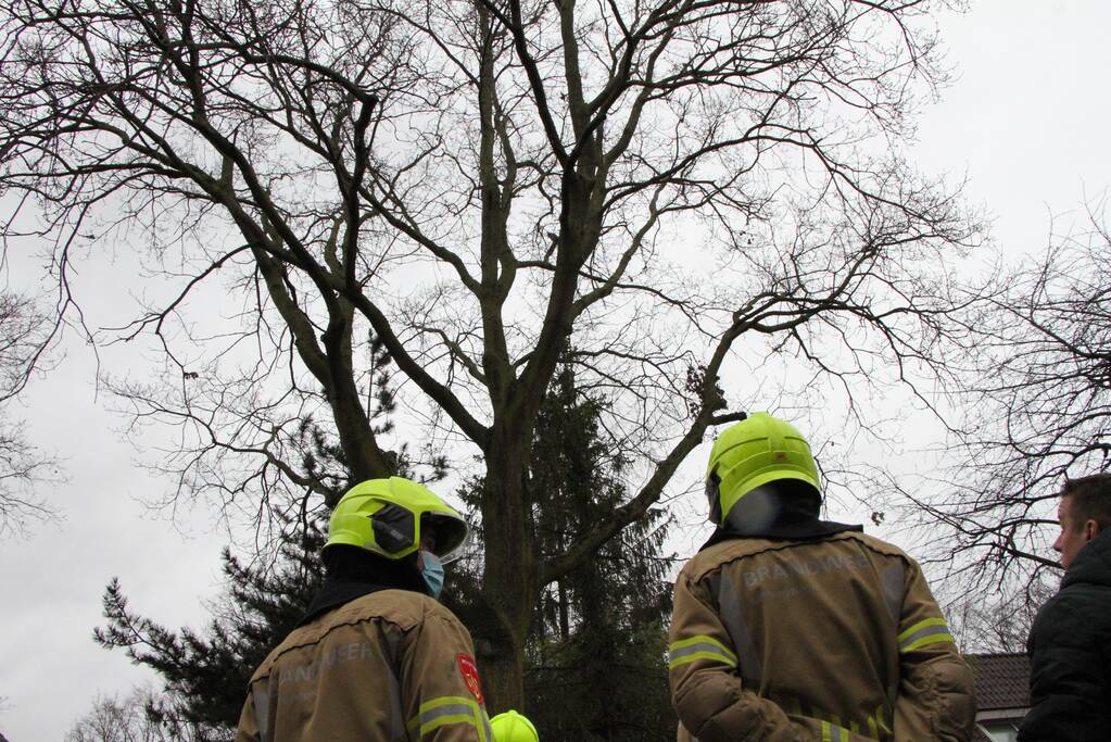 Boom dreigt om te vallen