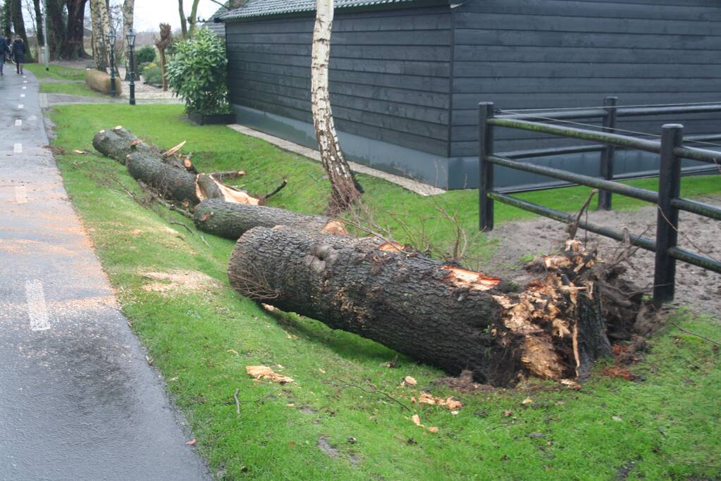 Omgewaaide boom eindigt op de weg