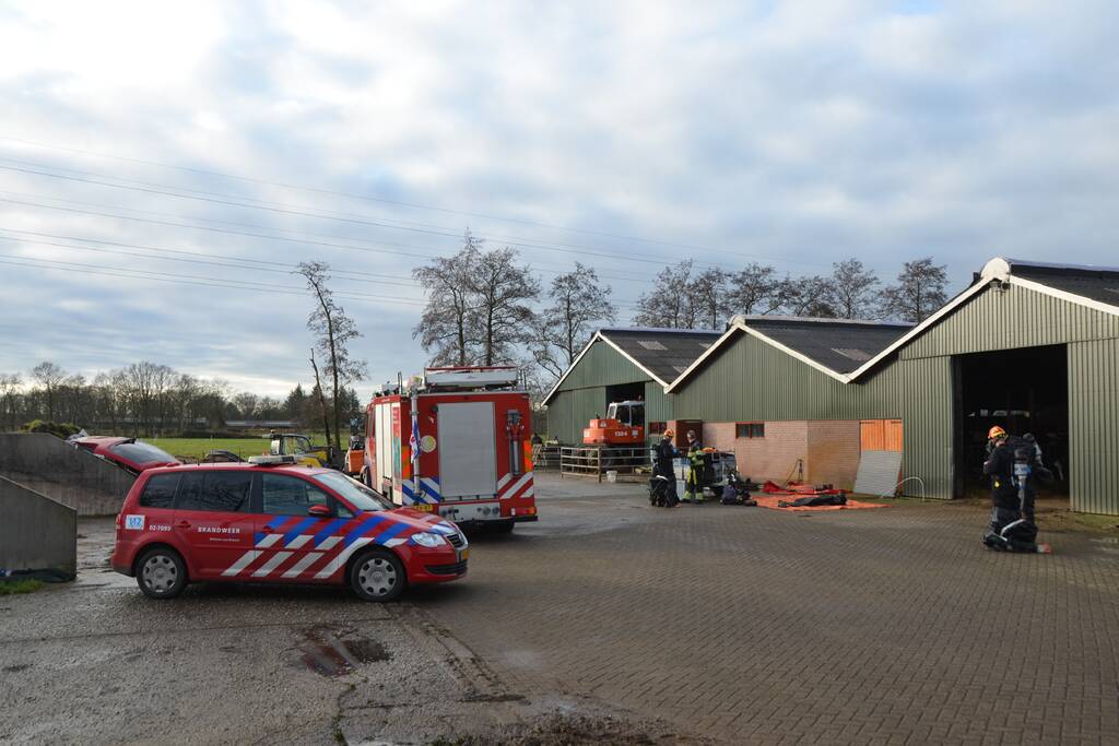 Brandweer uren bezig met redden koeien uit gierkelder