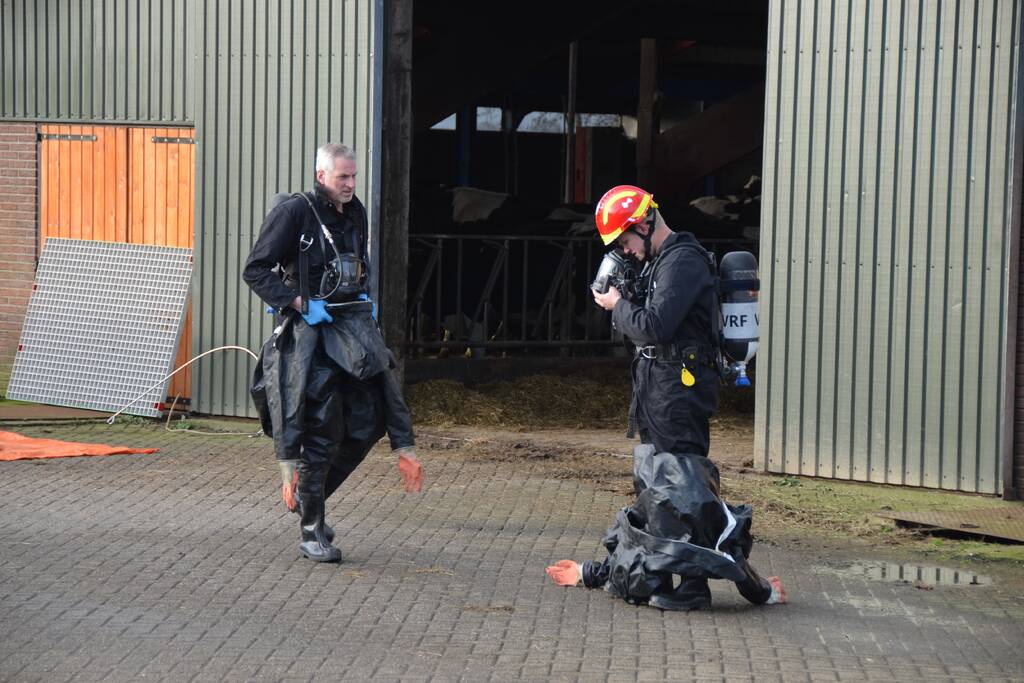Brandweer uren bezig met redden koeien uit gierkelder