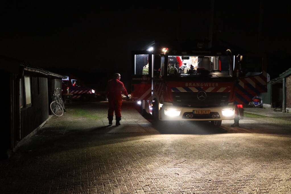 Koe zit vast tussen vier giertegels