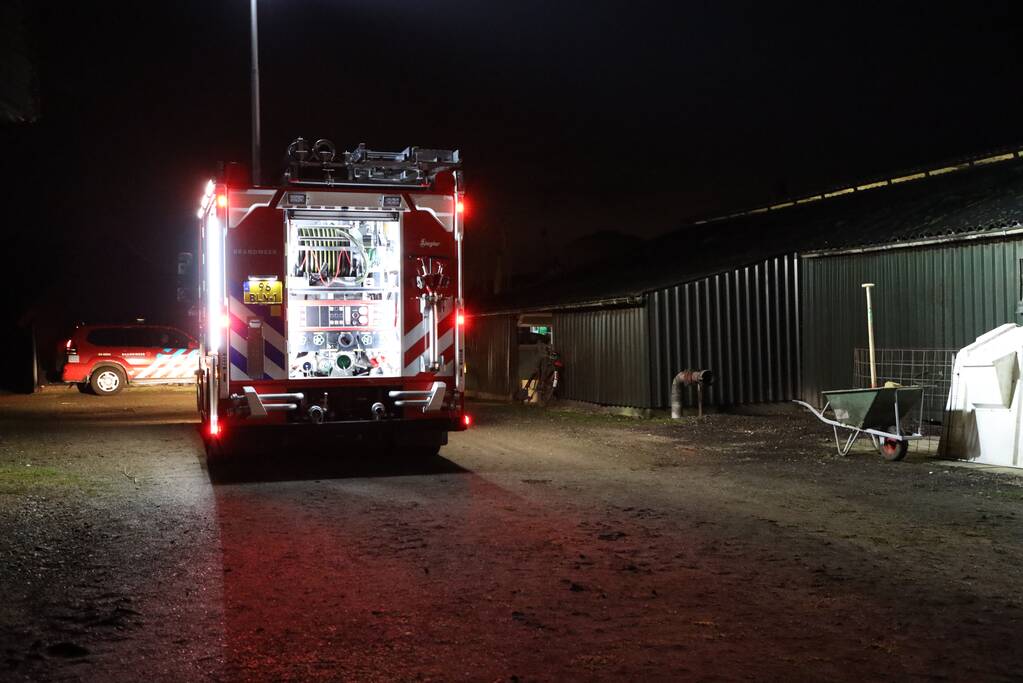 Koe zit vast tussen vier giertegels