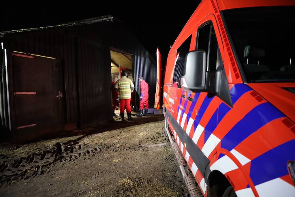 Koe zit vast tussen vier giertegels