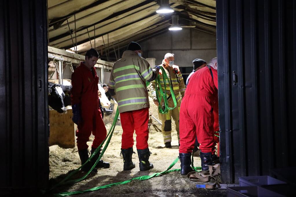 Koe zit vast tussen vier giertegels