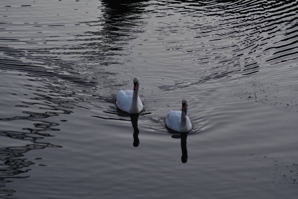 Gewonde zwaan vliegt weg na vangpoging