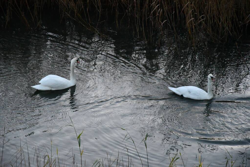 Gewonde zwaan vliegt weg na vangpoging