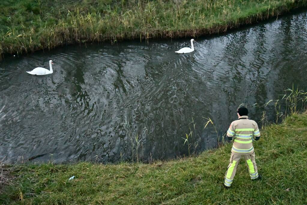 Gewonde zwaan vliegt weg na vangpoging