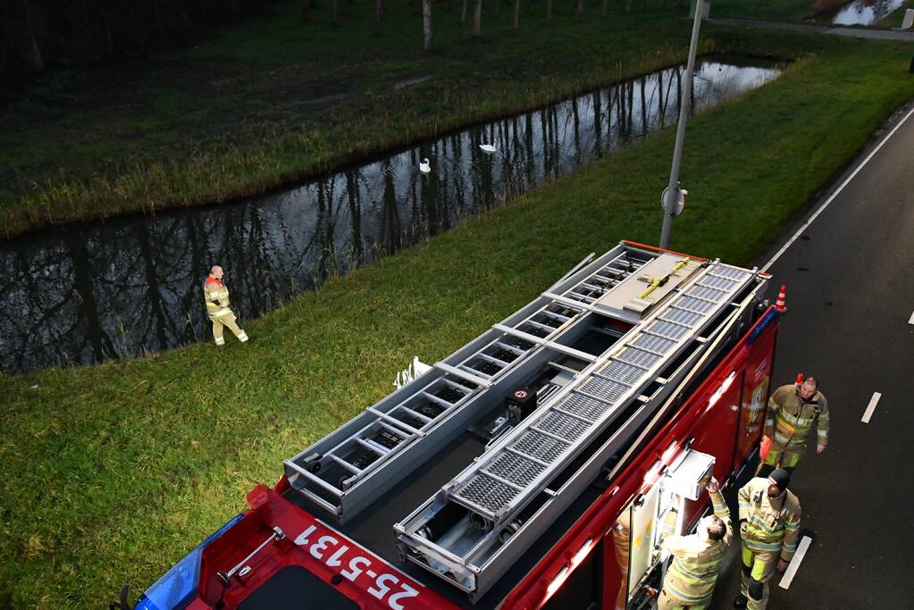 Gewonde zwaan vliegt weg na vangpoging