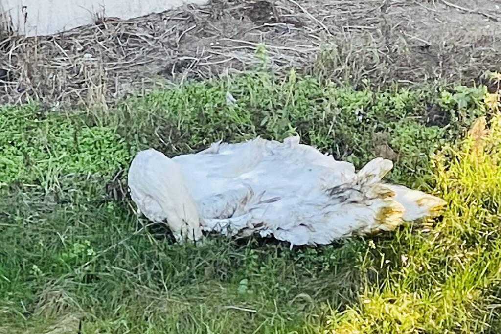 Zwaan overleden bij aanrijding met auto