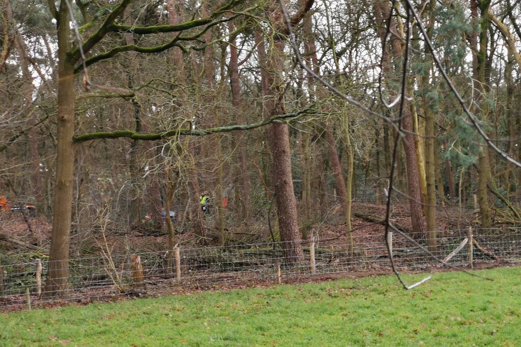 Boom op persoon gevallen in bosgebied