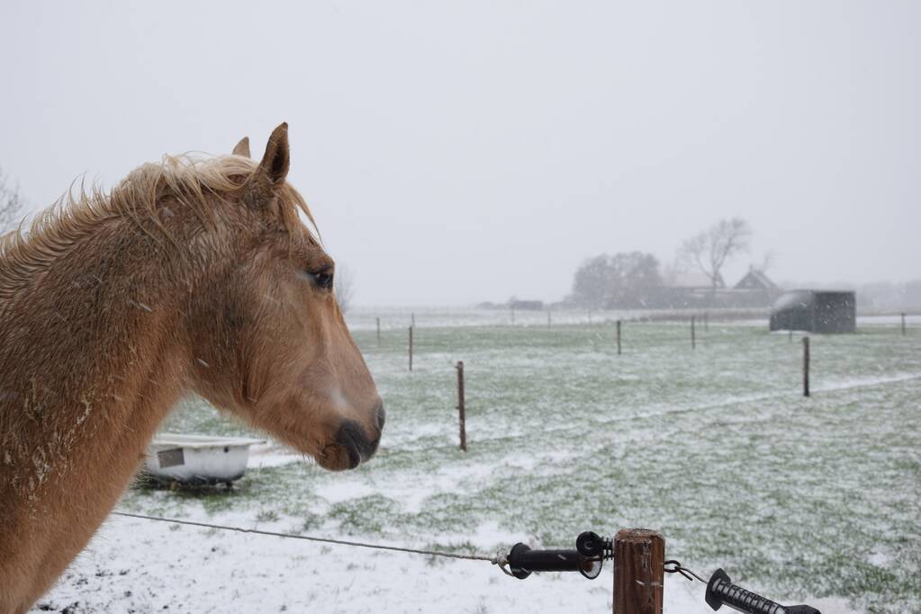 Eerste sneeuwvlokken in provincie Zeeland