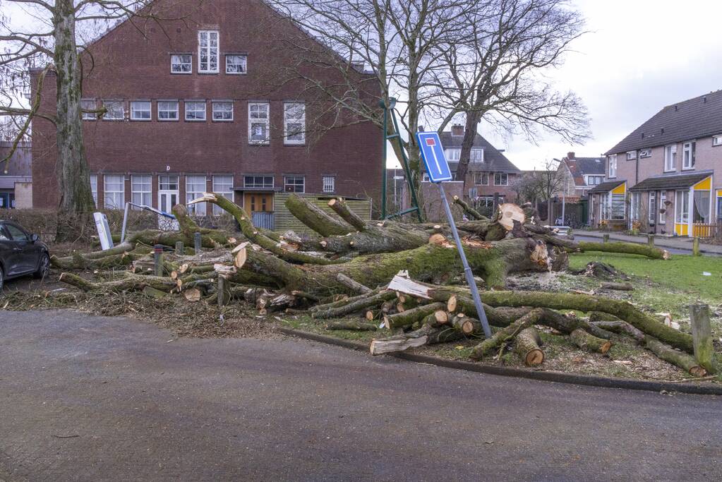 Storm Christoph verwoest monumentale kastanjeboom volledig