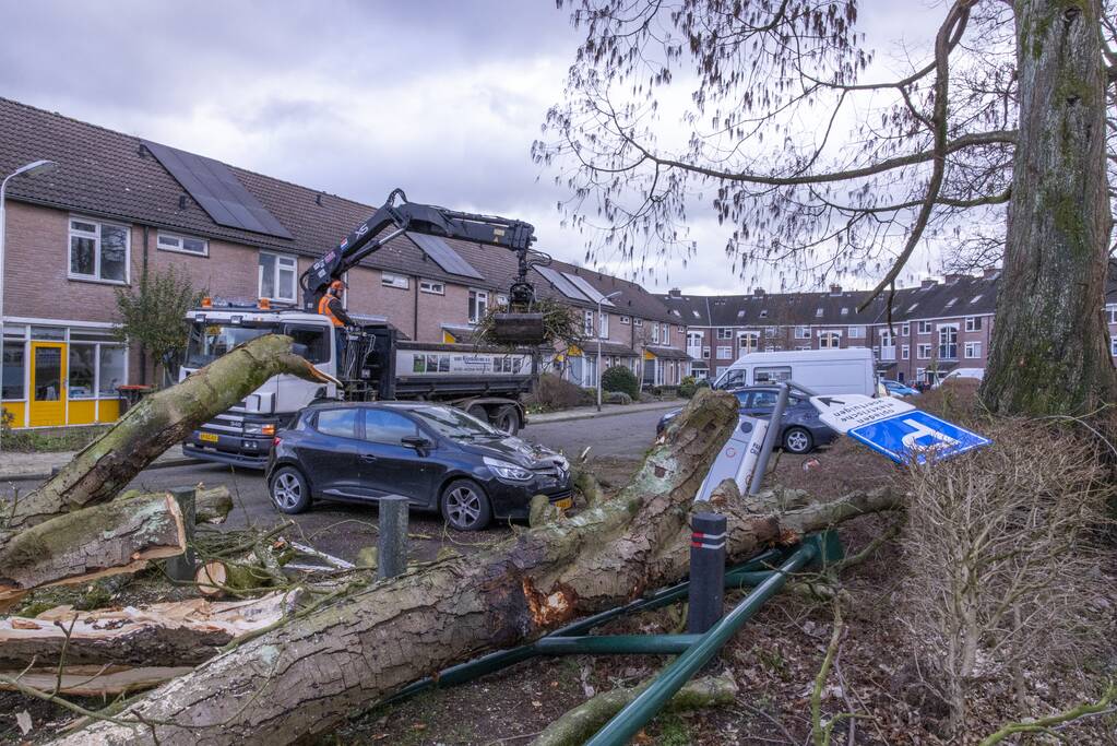 Storm Christoph verwoest monumentale kastanjeboom volledig
