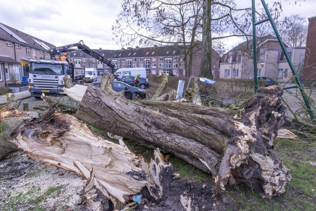 Storm Christoph verwoest monumentale kastanjeboom volledig