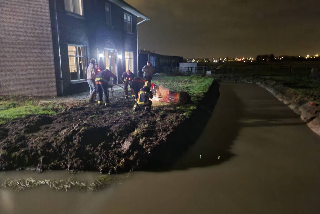 Shetlandpony raakt te water