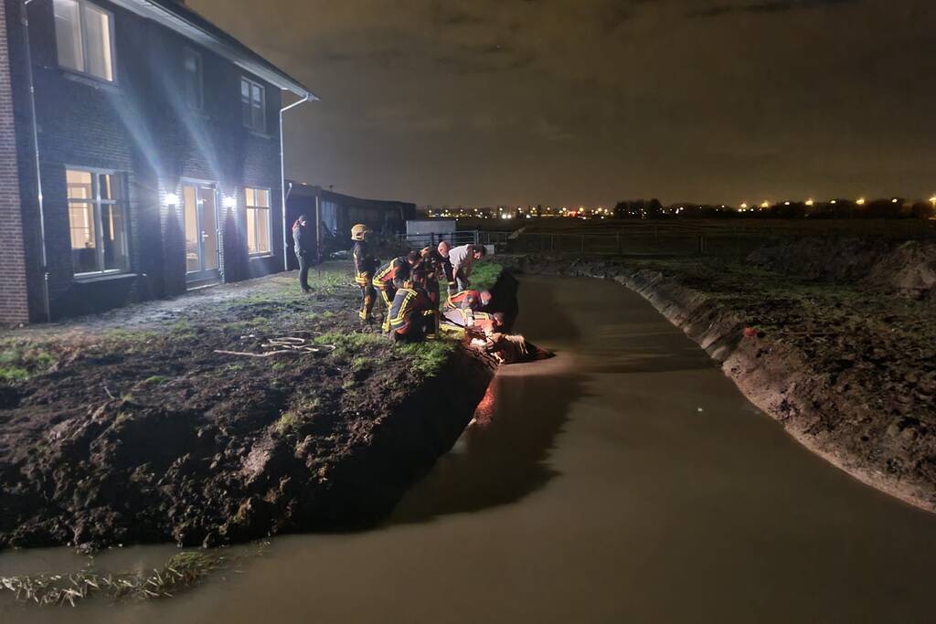 Shetlandpony raakt te water