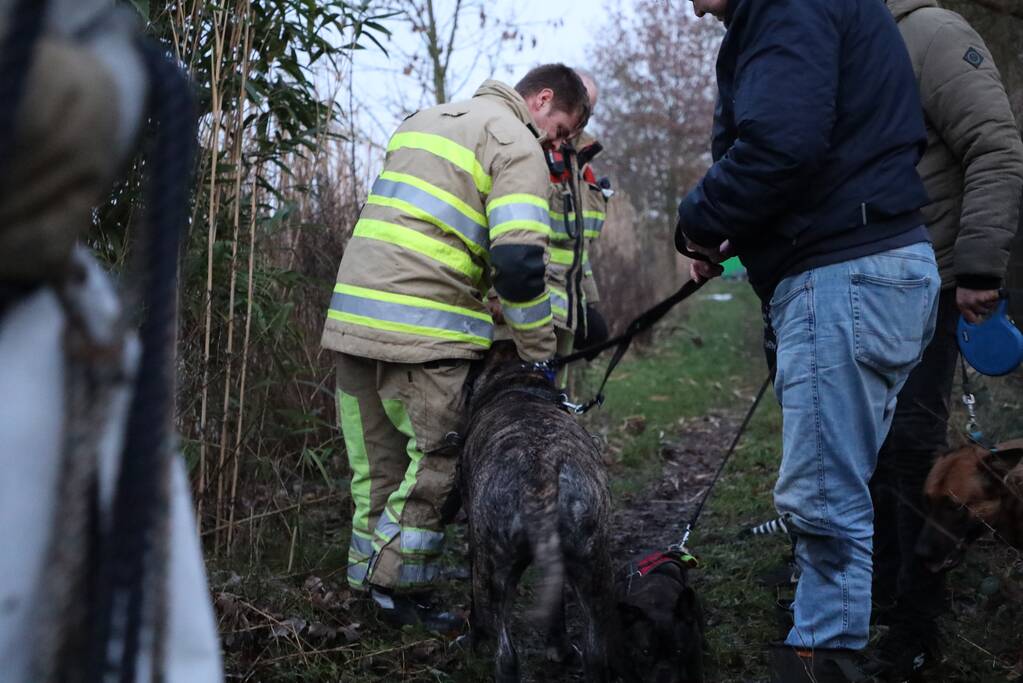 Brandweer redt hond te water