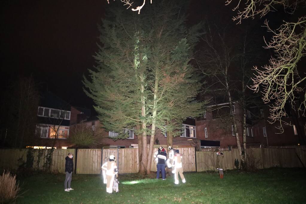 Kat springt uit boom bij reddingspoging