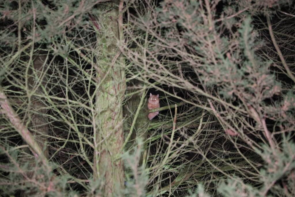 Kat springt uit boom bij reddingspoging