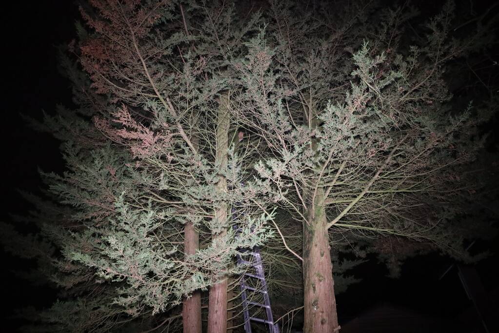 Kat springt uit boom bij reddingspoging