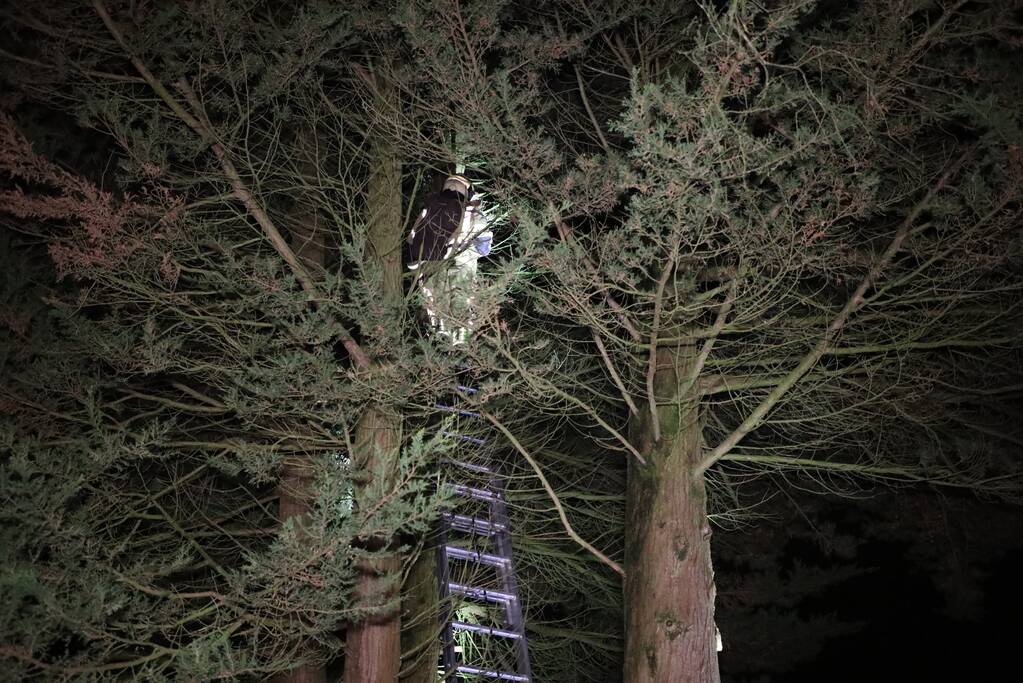 Kat springt uit boom bij reddingspoging