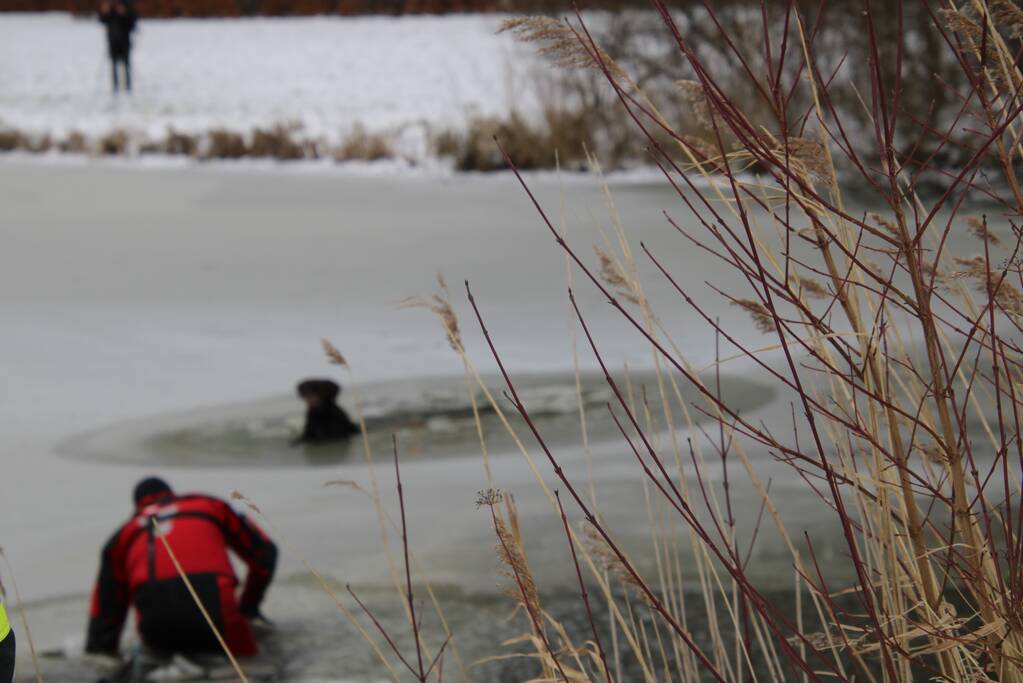 Hond door ijs gezakt