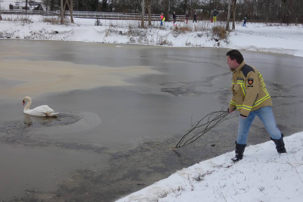 Zwaan vastgevroren op het ijs