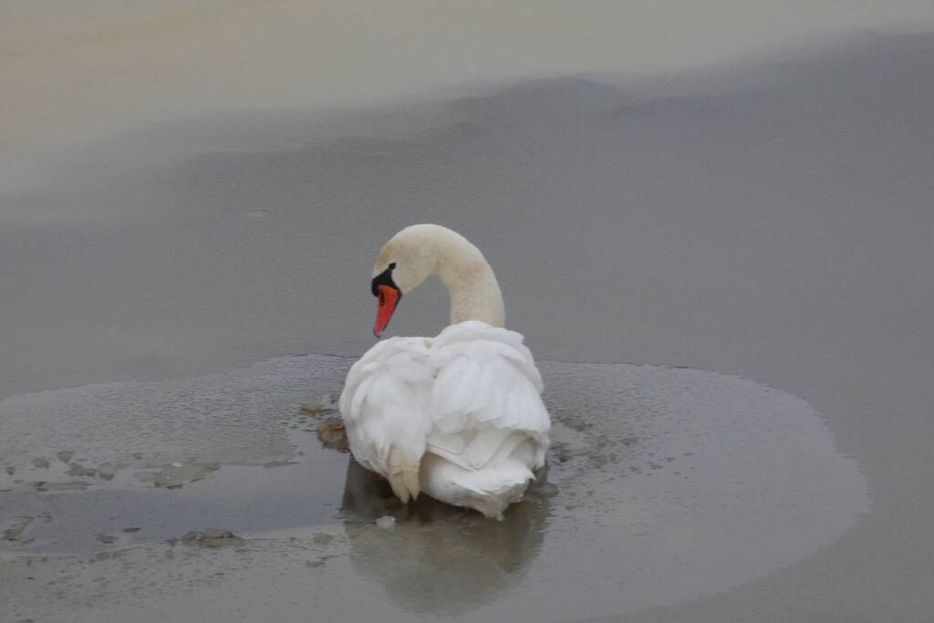 Zwaan vastgevroren op het ijs