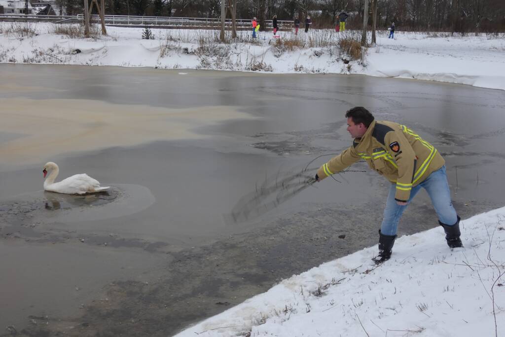 Zwaan vastgevroren op het ijs