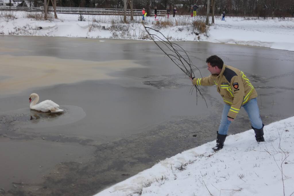 Zwaan vastgevroren op het ijs