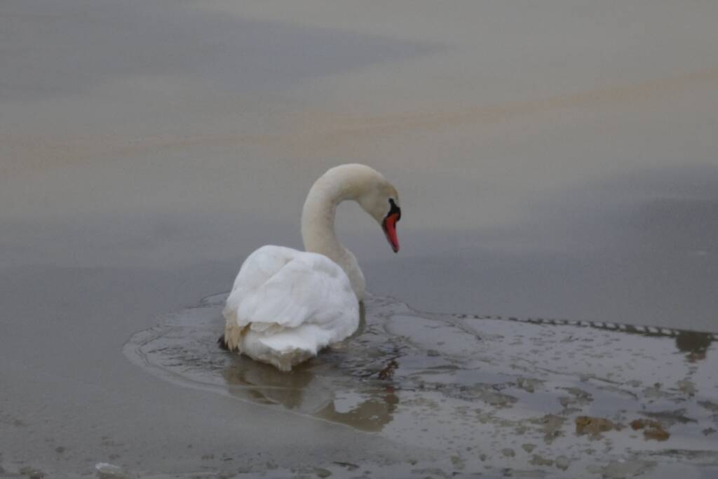 Zwaan vastgevroren op het ijs