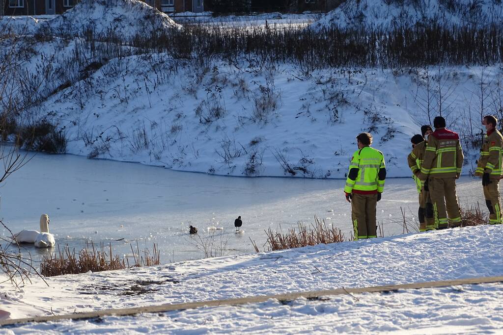 Zwaan vast op ijs