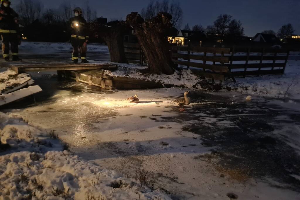 Buurtbewoner belt brandweer voor vermoedelijk vastzittende gans