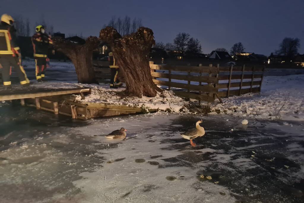 Buurtbewoner belt brandweer voor vermoedelijk vastzittende gans