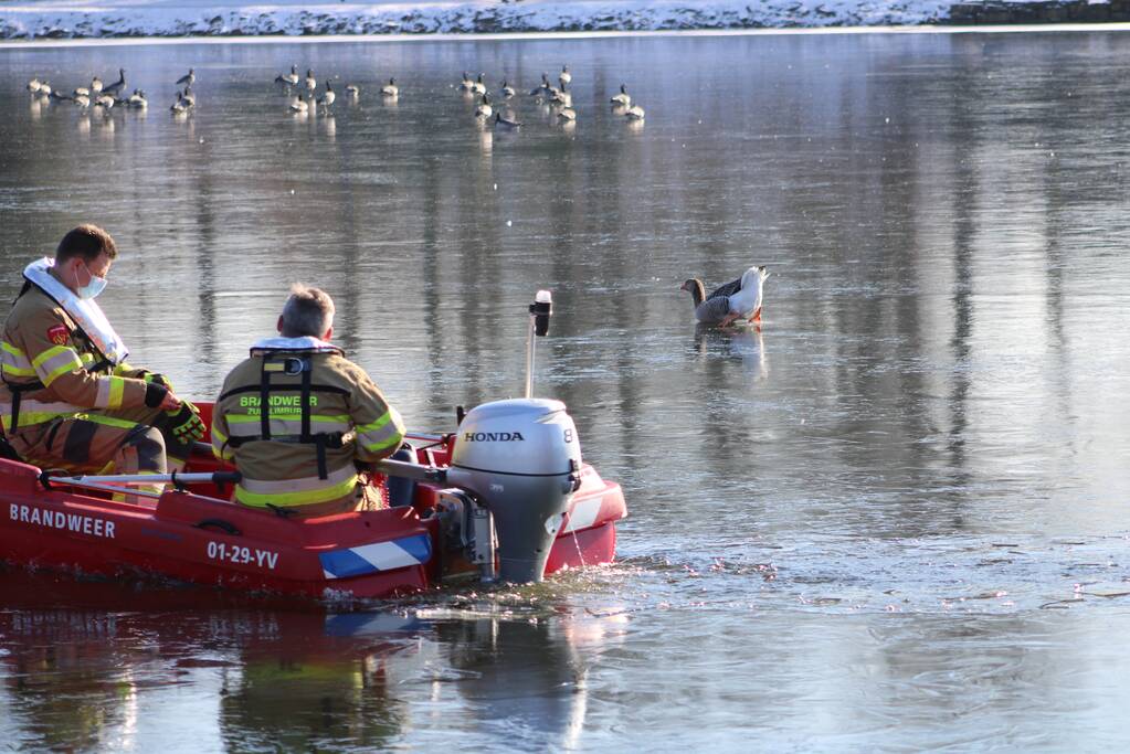 Grauwe gans vast op Eendjesvijver Vijverpark
