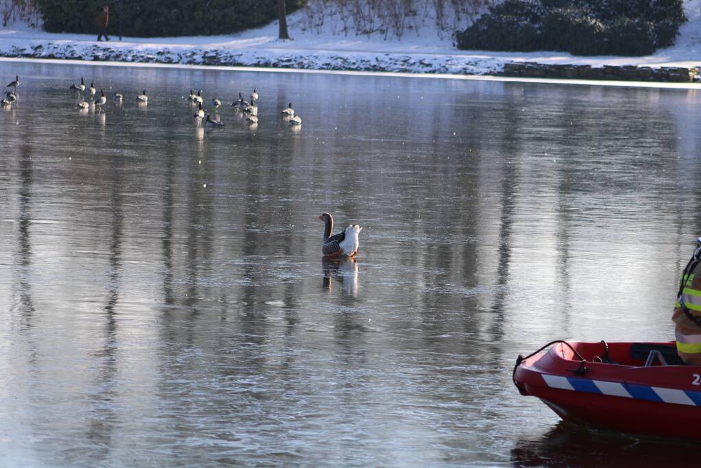 Grauwe gans vast op Eendjesvijver Vijverpark
