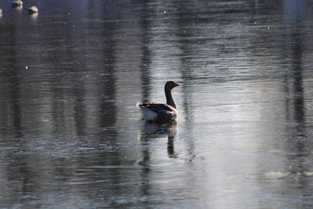Grauwe gans vast op Eendjesvijver Vijverpark