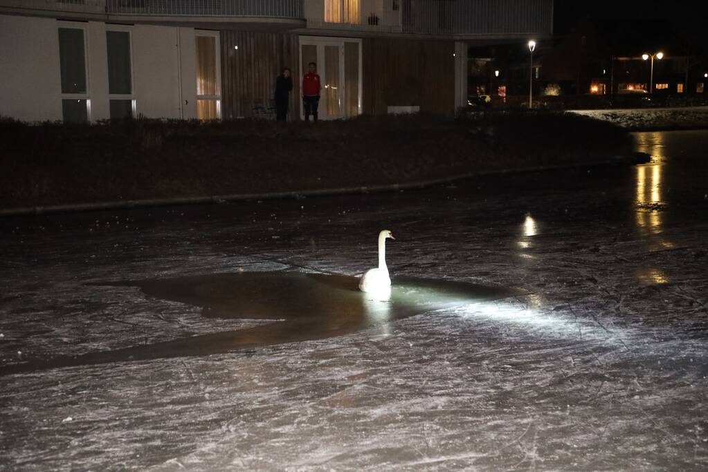 Brandweer ingezet voor zwaan vast op ijs