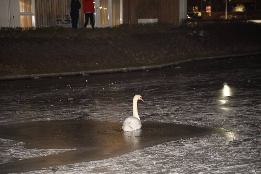 Brandweer ingezet voor zwaan vast op ijs