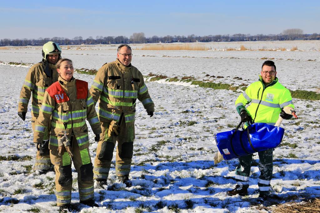 Natuurfotograaf vindt vastgevroren zwaan