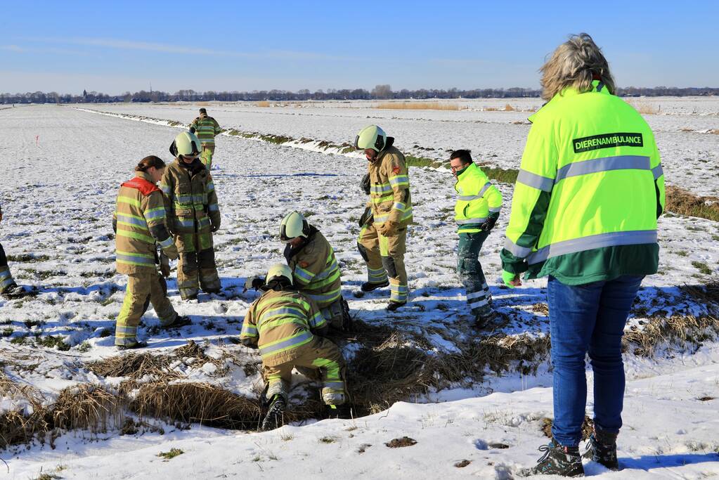 Natuurfotograaf vindt vastgevroren zwaan