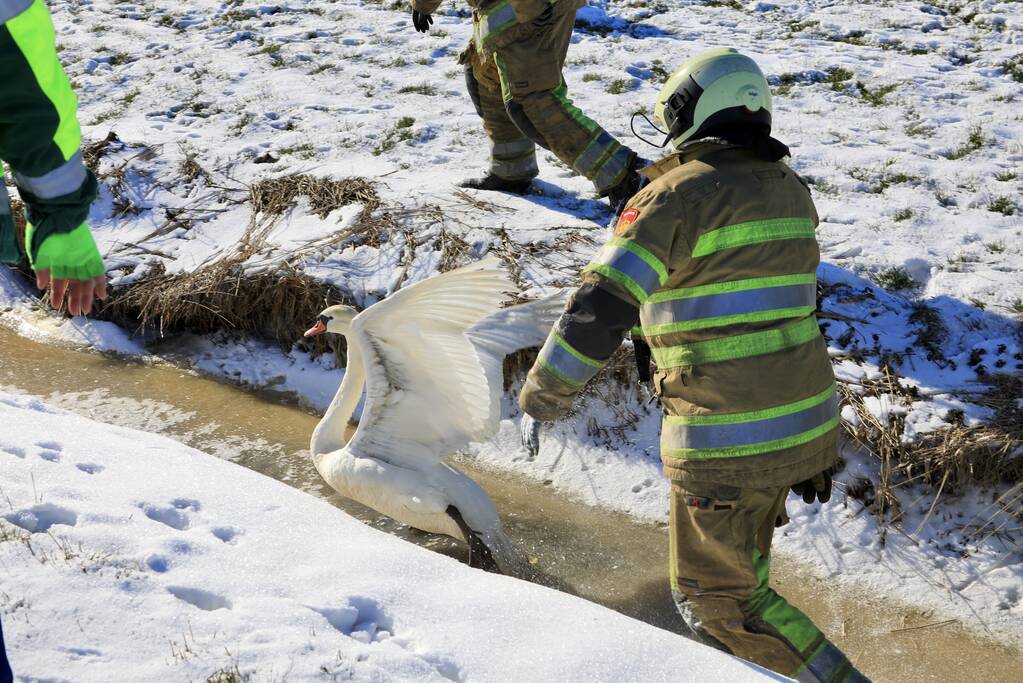 Natuurfotograaf vindt vastgevroren zwaan