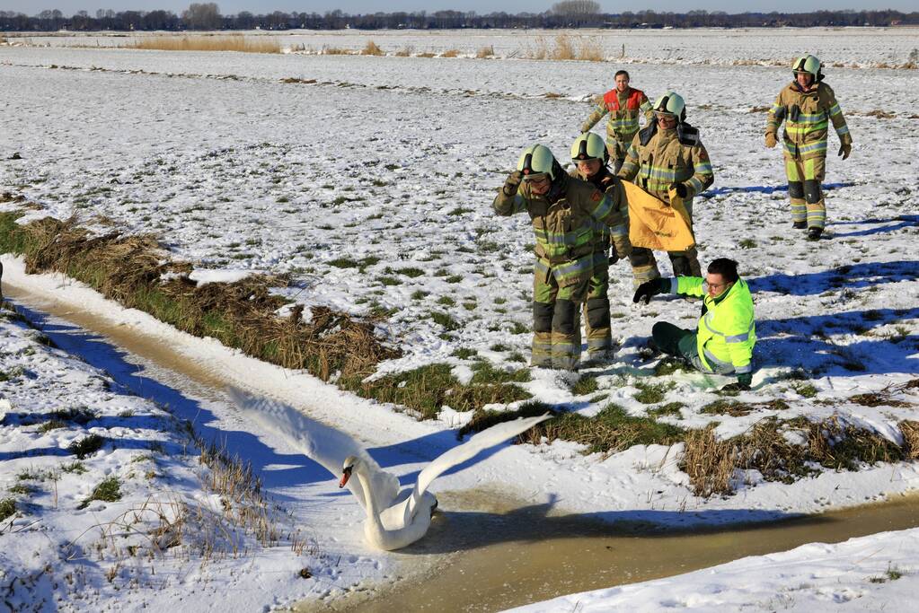 Natuurfotograaf vindt vastgevroren zwaan