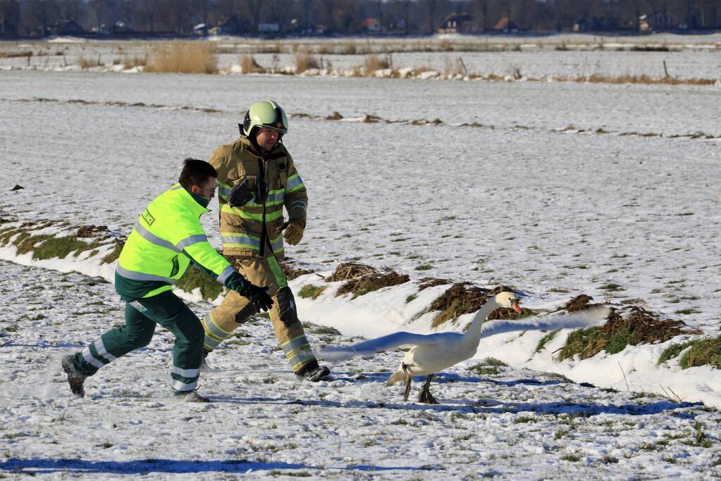 Natuurfotograaf vindt vastgevroren zwaan