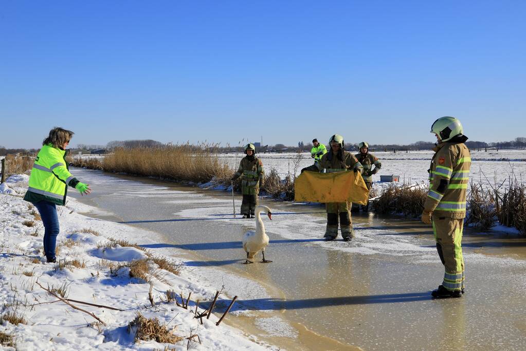 Natuurfotograaf vindt vastgevroren zwaan