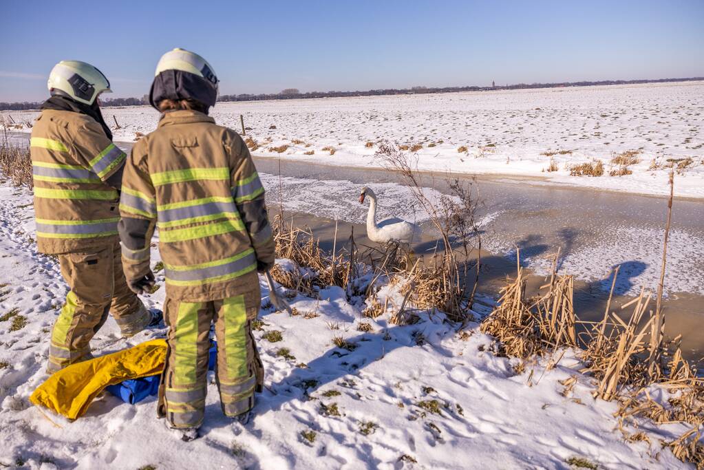 Natuurfotograaf vindt vastgevroren zwaan