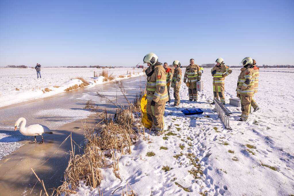 Natuurfotograaf vindt vastgevroren zwaan