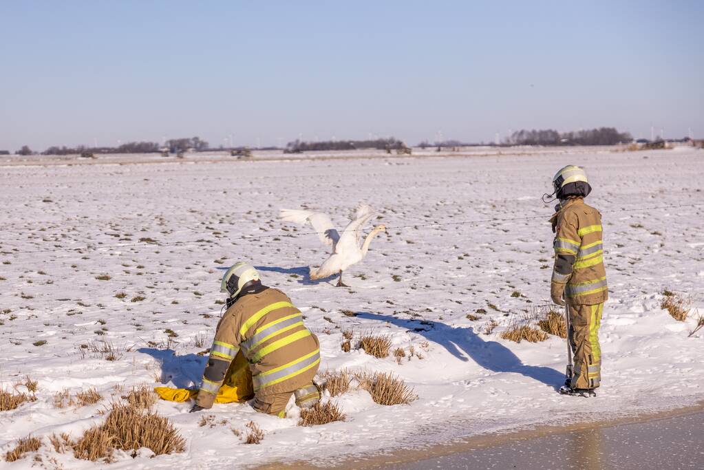 Natuurfotograaf vindt vastgevroren zwaan
