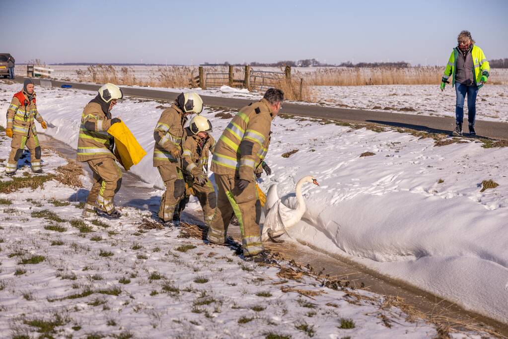 Natuurfotograaf vindt vastgevroren zwaan