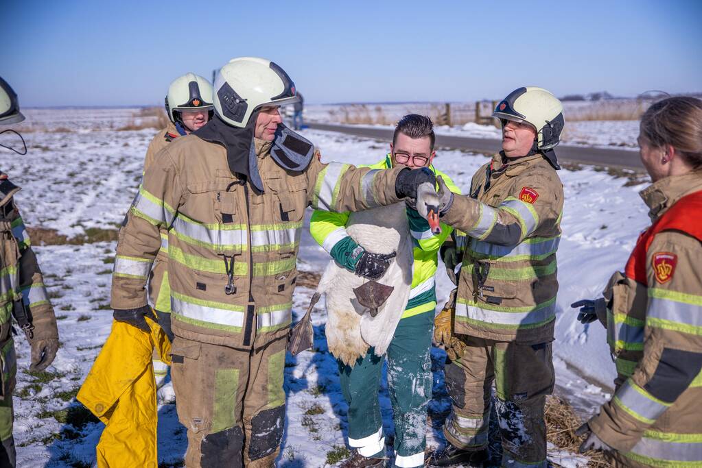 Natuurfotograaf vindt vastgevroren zwaan